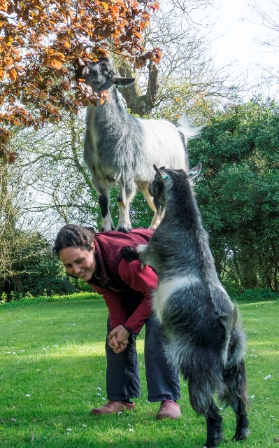 Goat lift