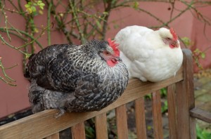 Poppy and Lily the chickens                                               