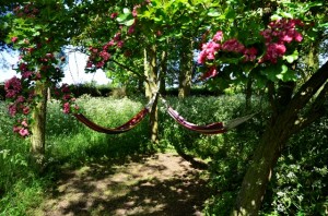 Hammocks                                                             