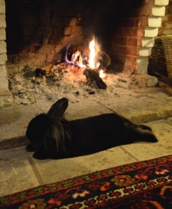 Dexter the rabbit               