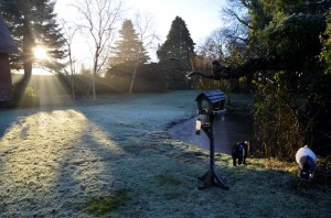 A frosty morning                                                      
