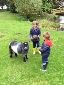 Goatie fun         