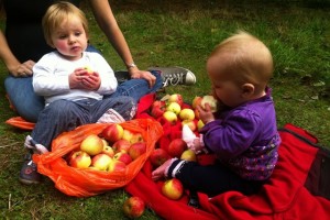 Getting involved with apple picking                                      