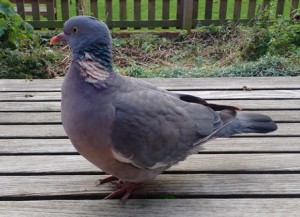 Winston the wood pigeon              