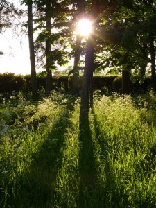 Cow parsley in the evening sun                                                       